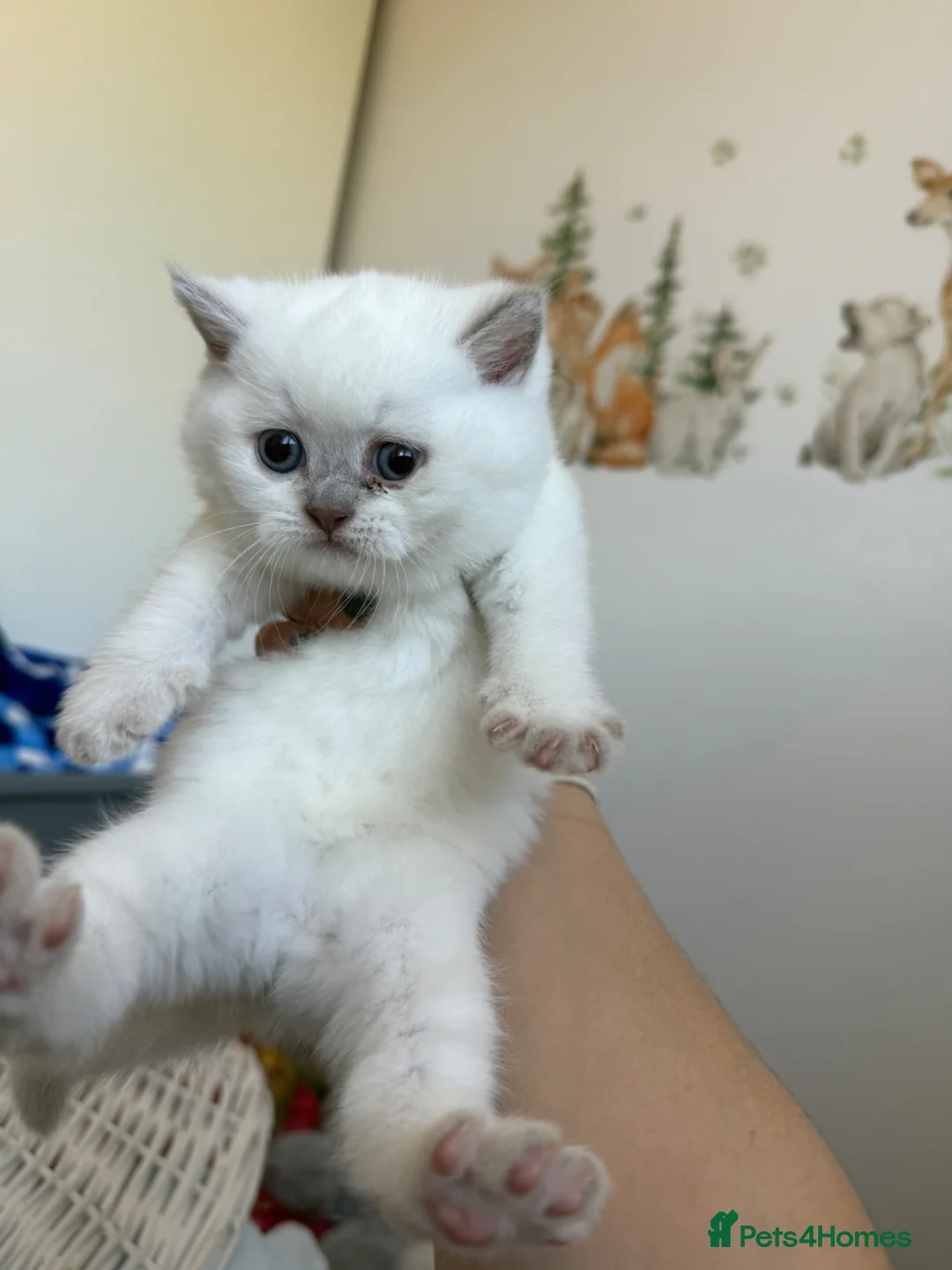 British Shorthair cats for sale: British shorthair kittens - Advert 2