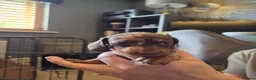Miniature Dachshund dogs for sale: 6 stunning KC registered Pups  - Advert 11