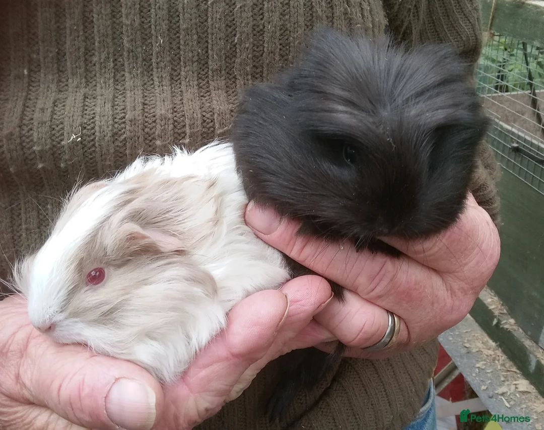 Guinea Pig rodents for sale: Long coated Sheltie  - Advert 1
