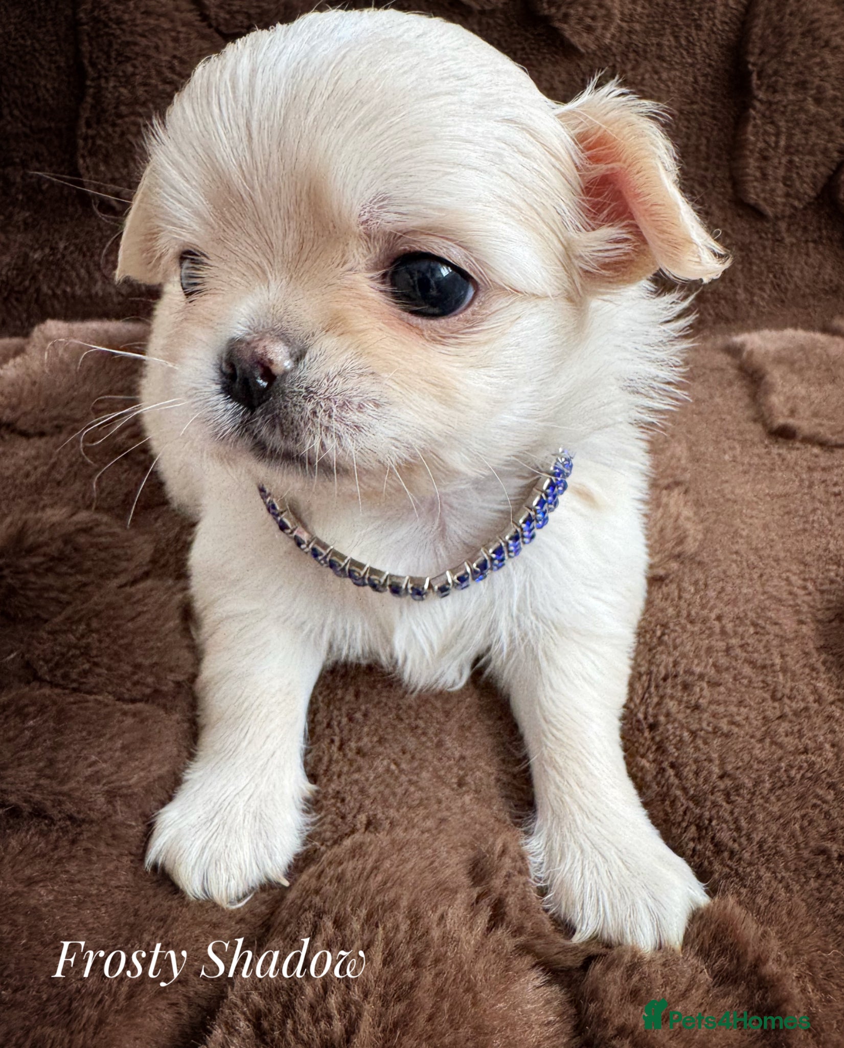 Chihuahua dogs KC long coat cream show line chihuahua puppies  - Advert 3