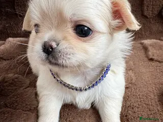 Chihuahua dogs KC long coat cream show line chihuahua puppies - Advert 3