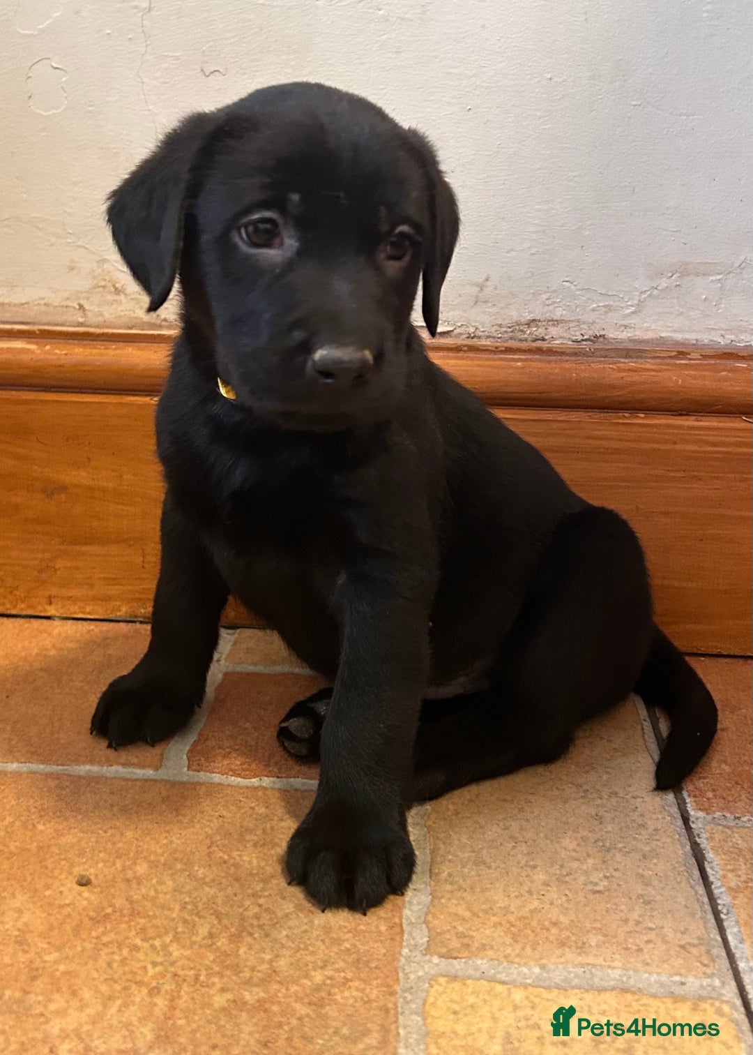Labrador Retriever dogs for sale: GORGEOUS LITTER OF BLACK LABRADOR PUPPIES!! - Advert 18