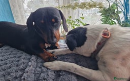 Miniature Dachshund dogs for stud: STUD - KC REG Mini Dachshund -PROVEN - Image 17