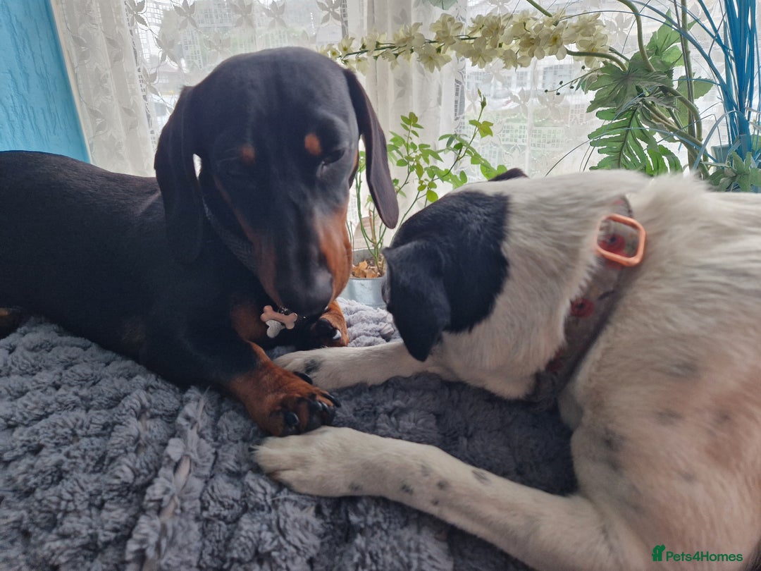 Miniature Dachshund dogs for stud: STUD - KC REG Mini Dachshund -PROVEN - Image 17