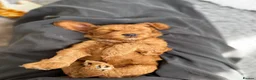 Australian Labradoodle dogs for sale: Australian Labradoodle - Advert 15