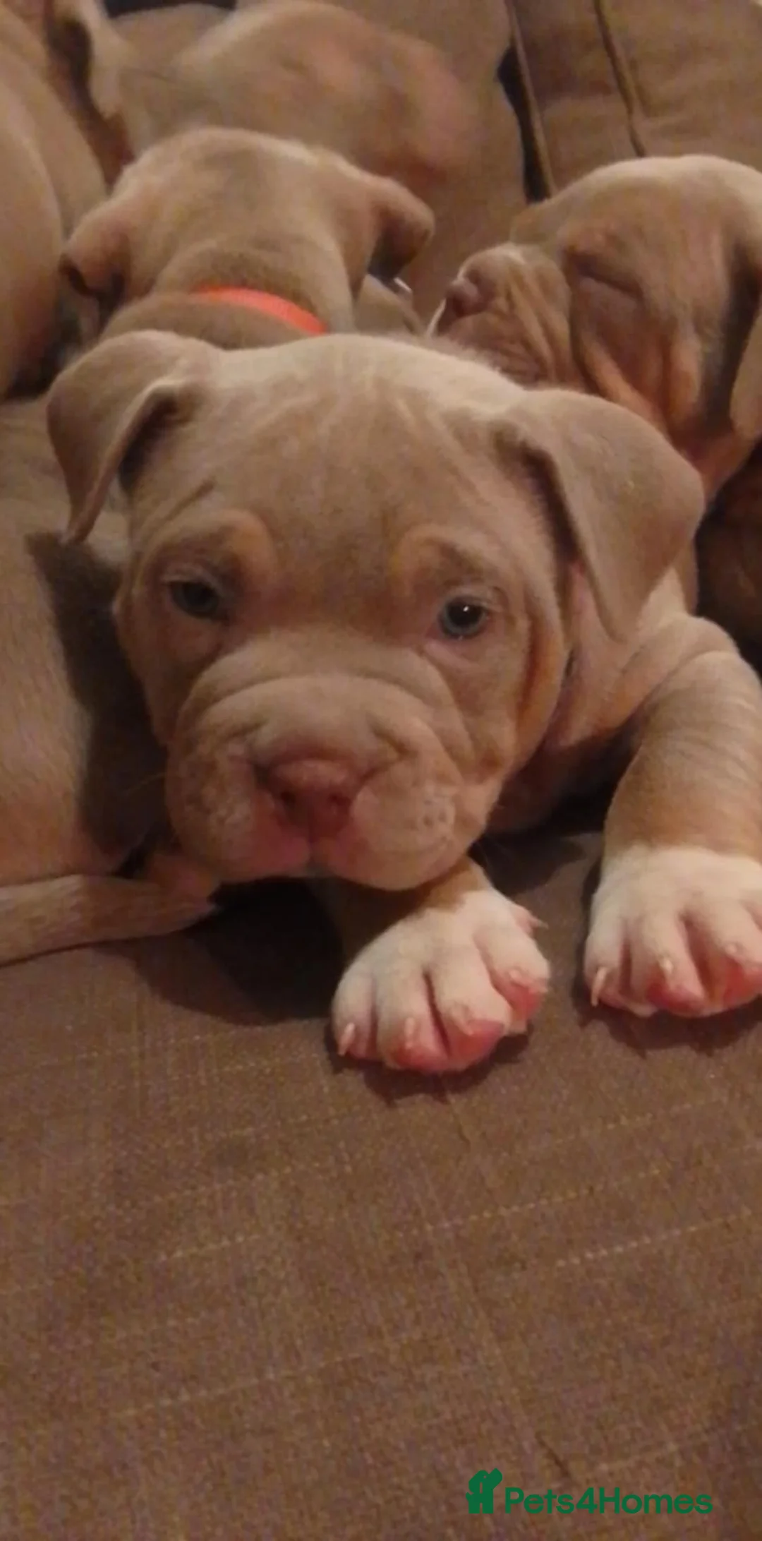 Mixed Breed dogs for sale: Exotic micro bullys - Advert 2