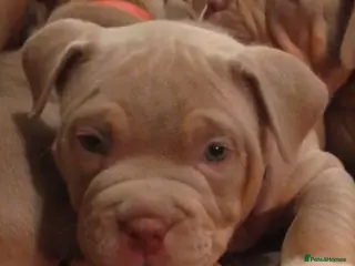 Mixed Breed dogs Exotic micro bullys - Advert 15