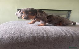 Miniature Dachshund dogs for sale: Blue/tan/dapple KC registered miniature dachshunds in Heywood - Image 3