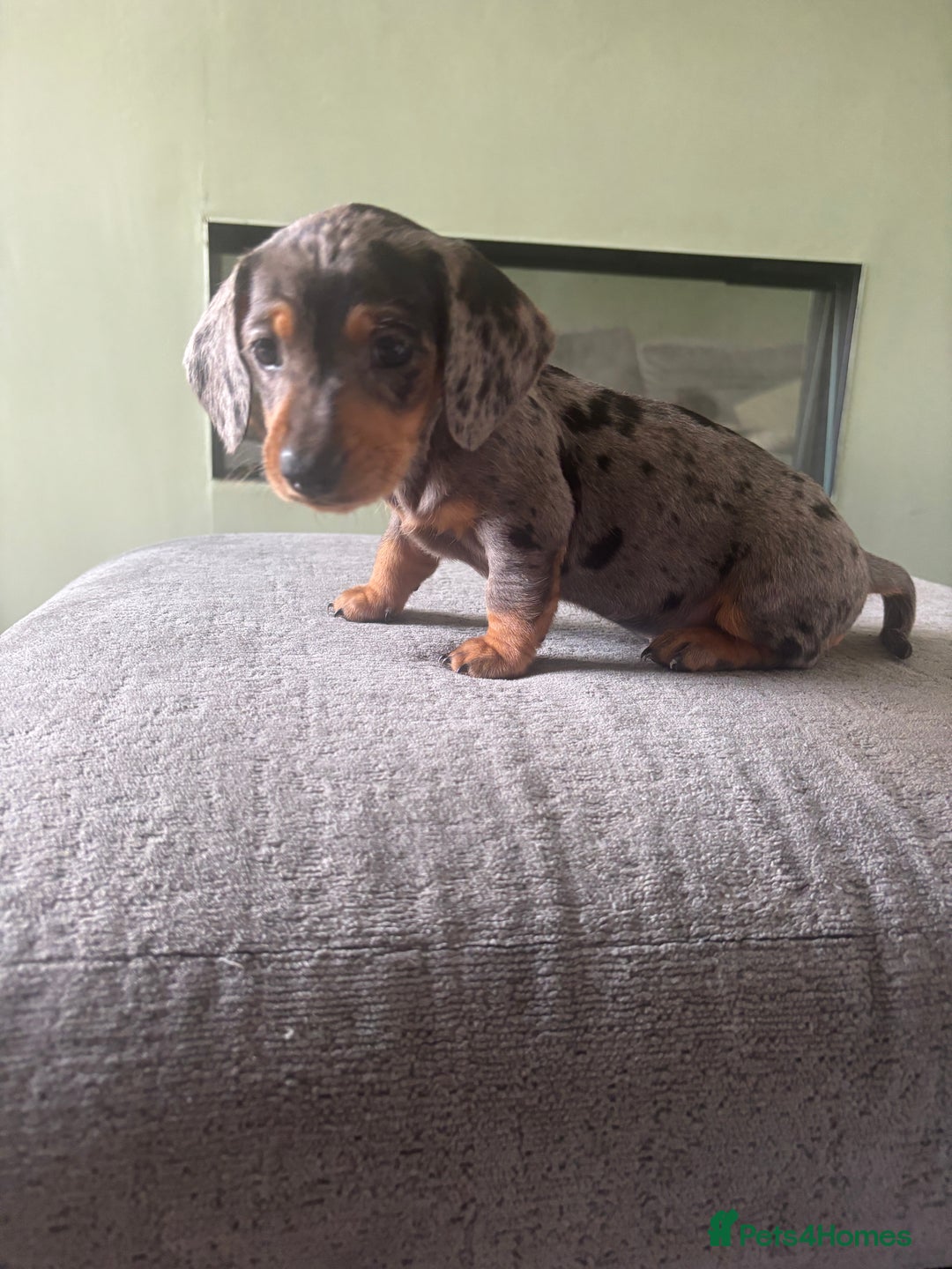 Miniature Dachshund dogs for sale: Blue/tan/dapple KC registered miniature dachshunds in Heywood - Image 3