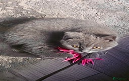 British Shorthair cats for sale: GCCF Chunky British Shorthair Kittens - Image 2