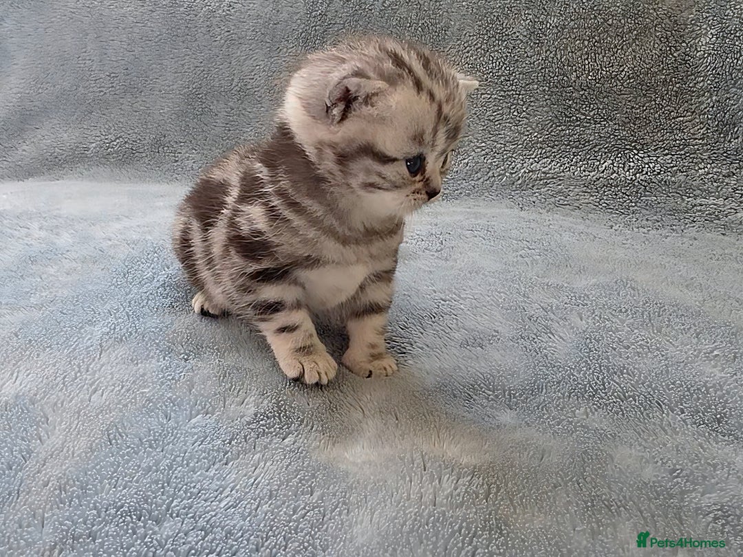 British Shorthair cats for sale: Silver Tabby kitten with his mother  - Image 12
