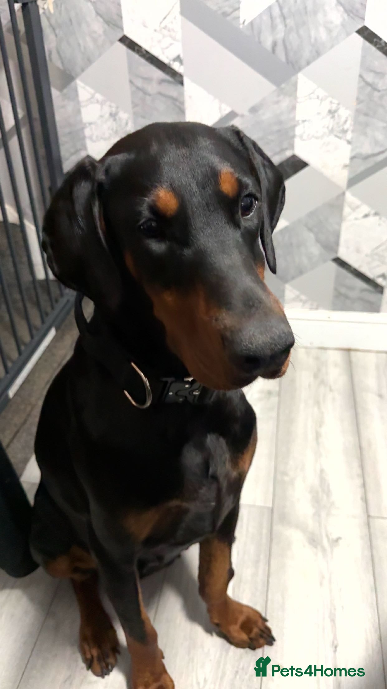Dobermann dogs Novah female Doberman Free - Advert 2