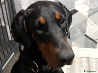 Dobermann dogs Novah female Doberman Free - Advert 6