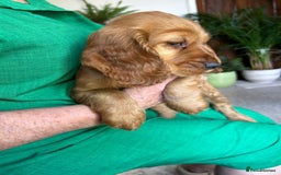 Cocker Spaniel dogs for sale: Gold show type cocker spaniel puppies  - Image 3