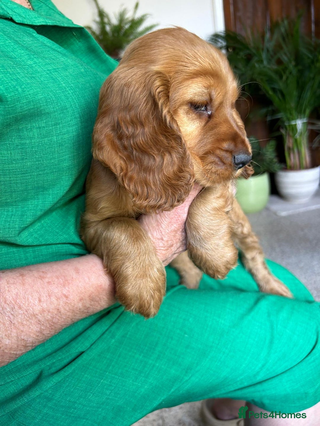 Cocker Spaniel dogs for sale: Gold show type cocker spaniel puppies  - Image 3