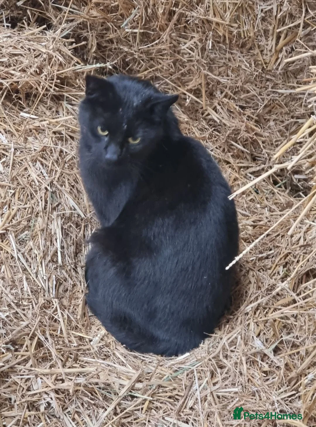 Mixed Breed cats for sale: STUNNING SILVER KITTEN - Advert 4