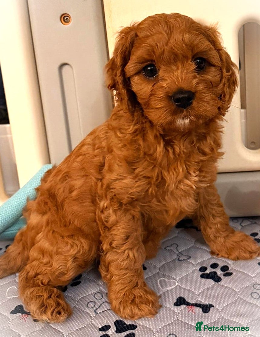 Cavapoo dogs Welcome to Cotswold Cavapoos - Advert 5