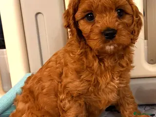 Cavapoo dogs Welcome to Cotswold Cavapoos - Advert 5