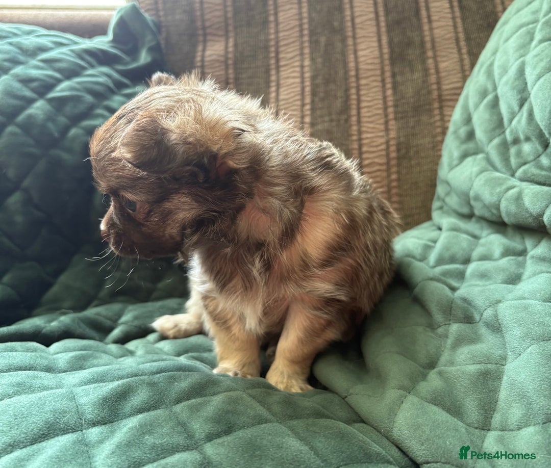 Chihuahua dogs for sale: Gorgeous Fluffy Chihuahua Puppy - Image 10