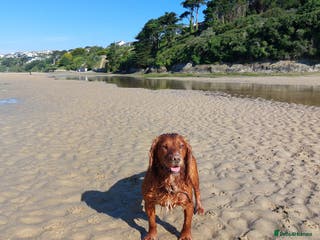 Cocker Spaniel dogs Experienced stud in Gloucester - Advert 2