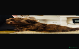 Shih Tzu dogs for sale: KENNEL CLUB CHOC IMPERIAL SHIHTZU - Image 5