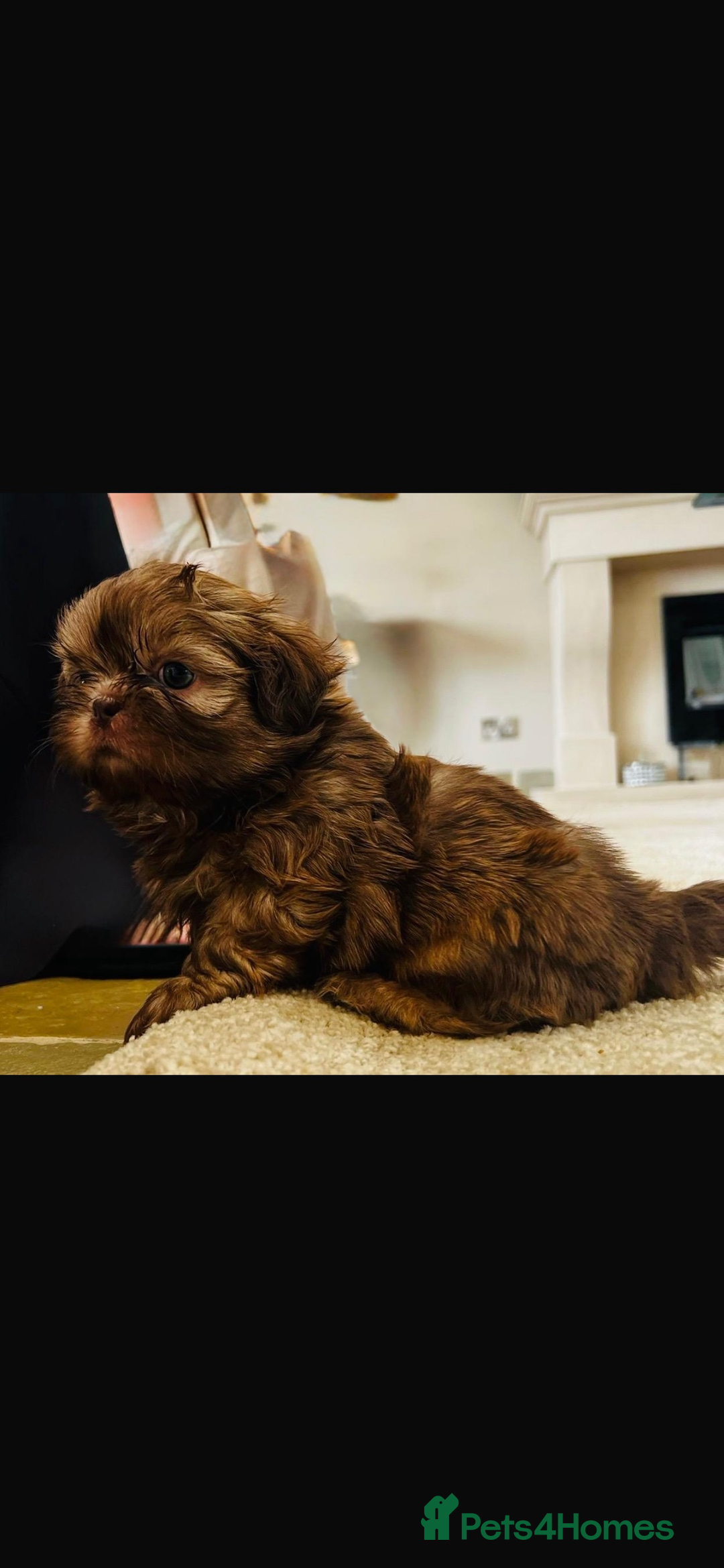 Shih Tzu dogs for sale: KENNEL CLUB CHOC IMPERIAL SHIHTZU - Image 5