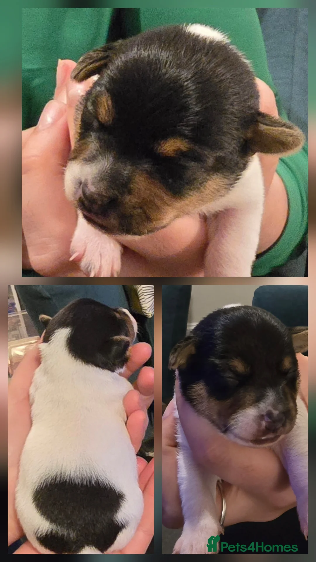 Jack Russell dogs for sale: Traditional short legged Jack Russell Puppies in Market Harborough - Advert 2
