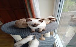 Siamese cats for sale: Traditional Siamese boy kitten - Image 5