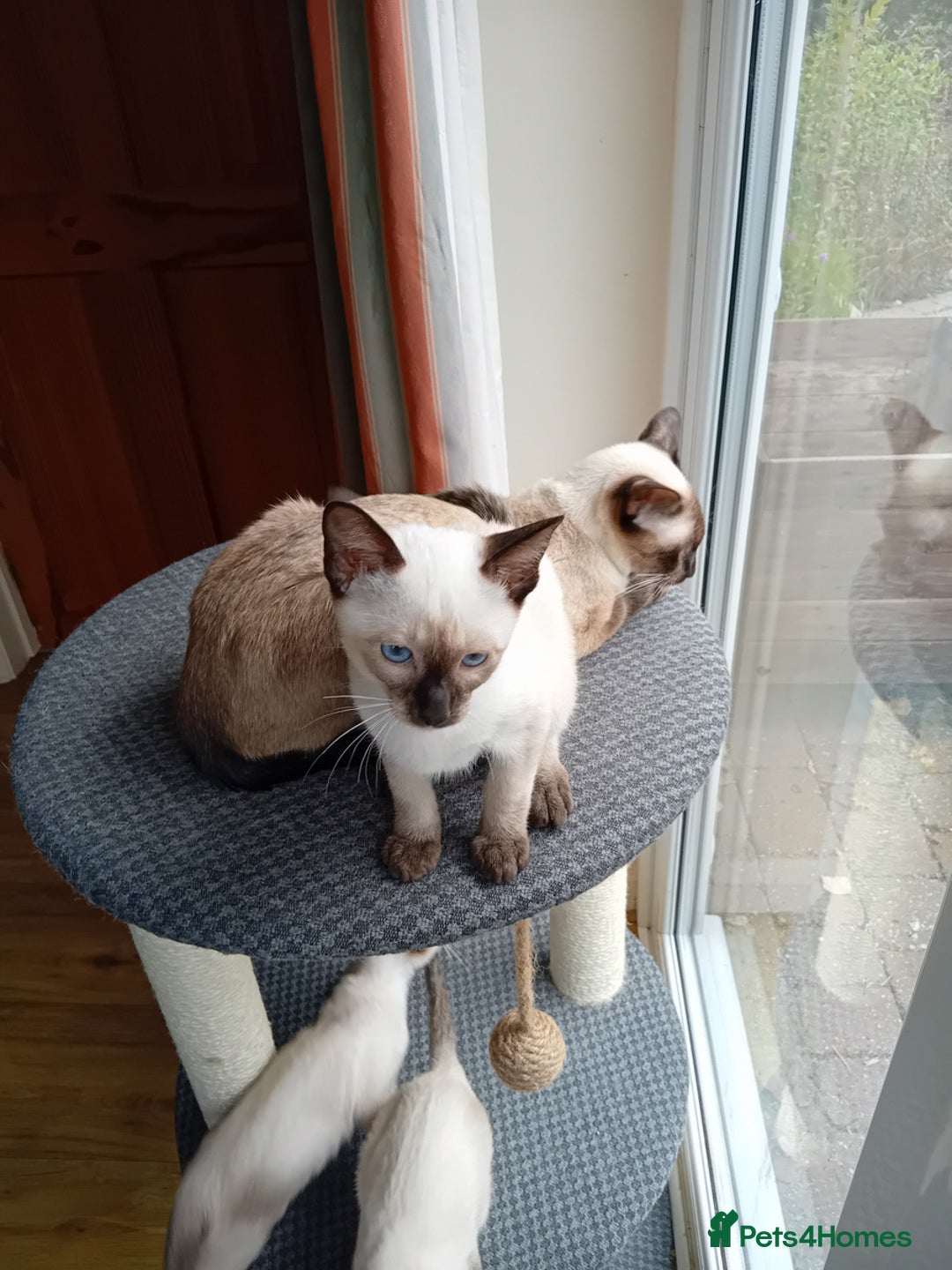 Siamese cats for sale: Traditional Siamese boy kitten - Image 5