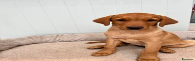 Labrador Retriever Puppy 5