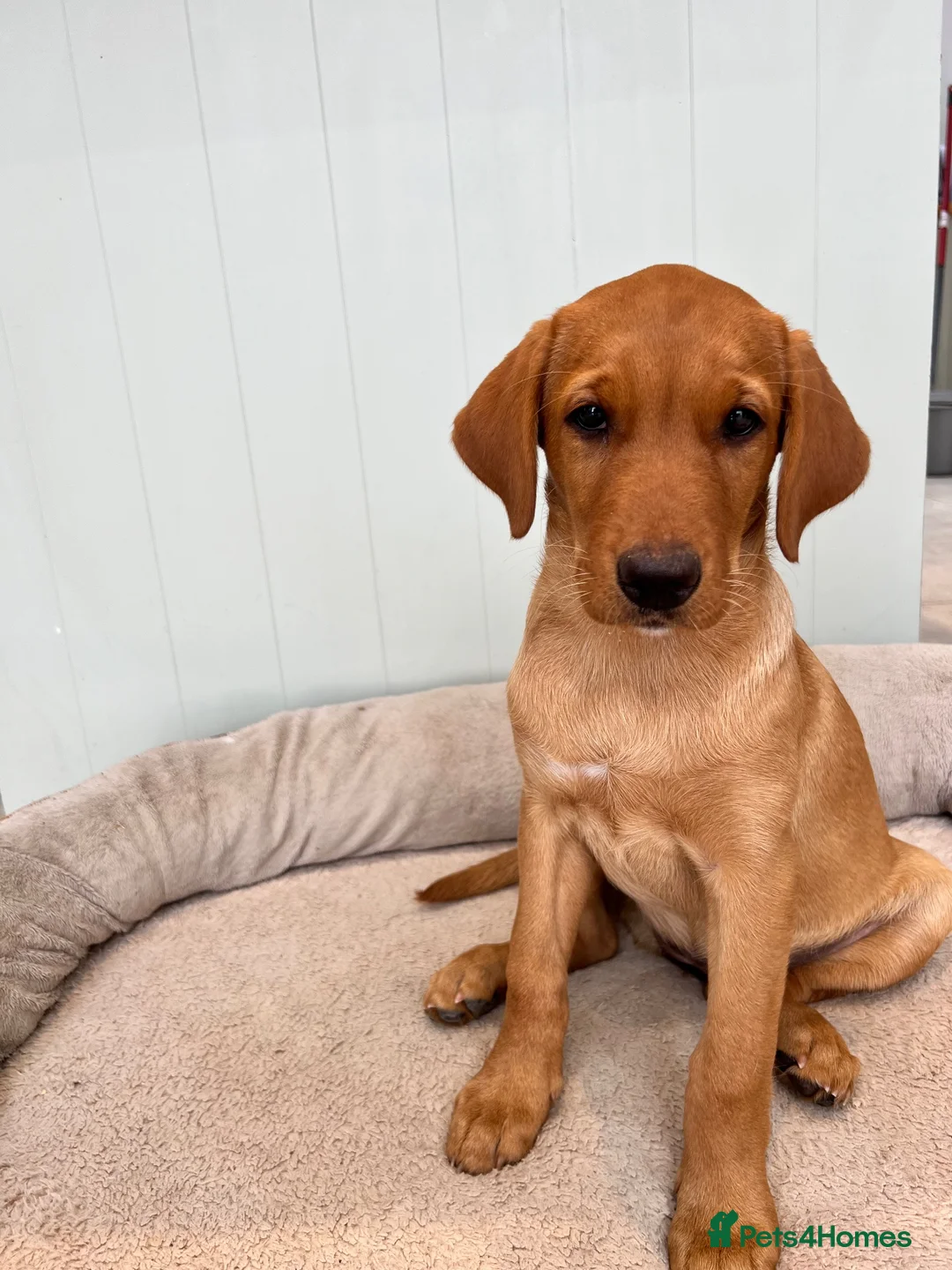 Labrador Retriever dogs for sale: Alan Jarvis Line Working Fox Red Labrador Puppies  - Advert 2