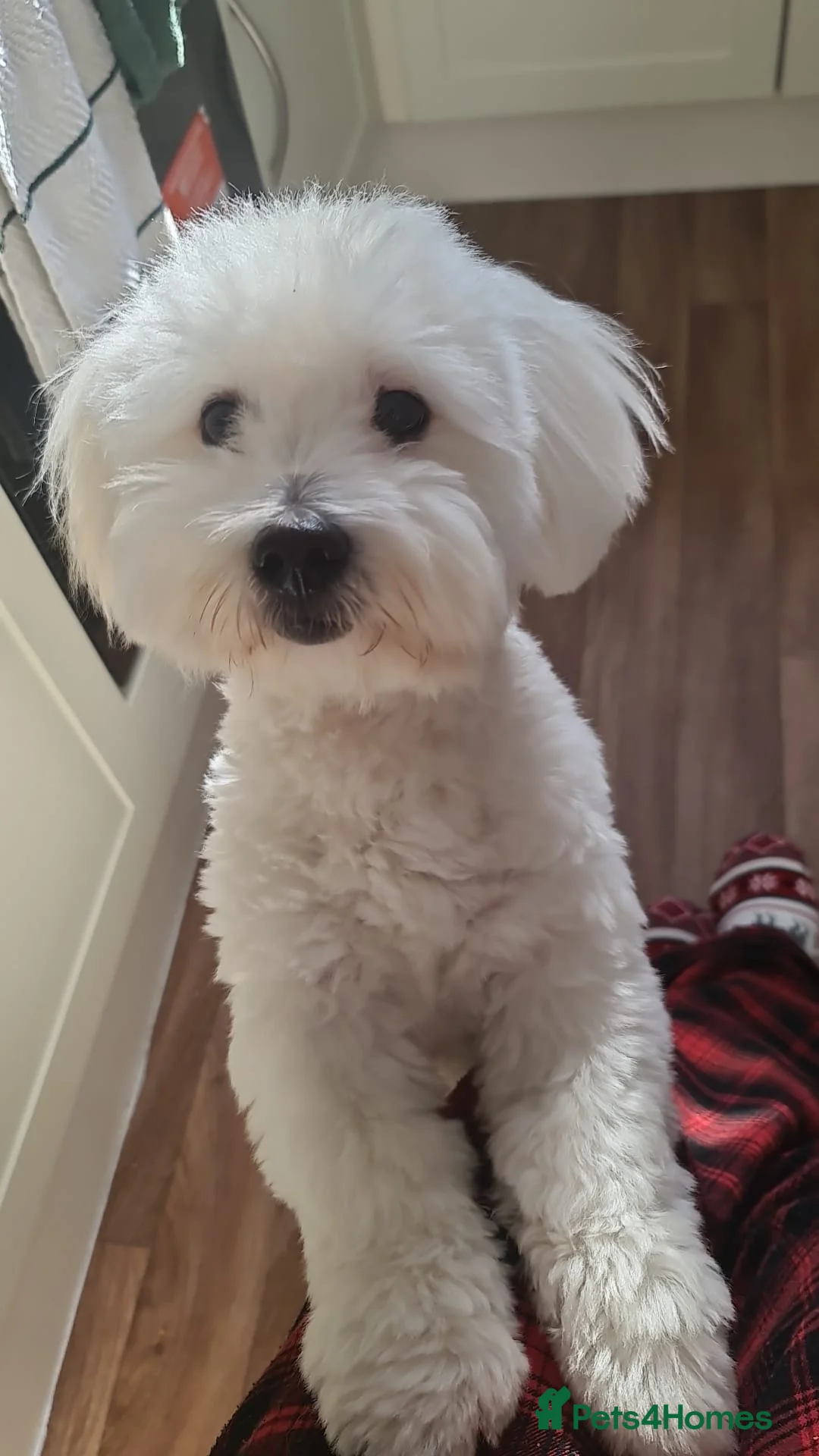 Coton De Tulear dogs for sale: Milo - Coton de tulear  - Advert 7