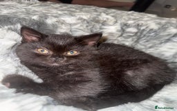 British Shorthair cats for sale: Fluffy Chocolate British Shorthair Kittens 🐾 - Image 2
