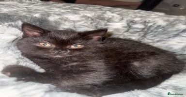 British Shorthair cats - Advert 7