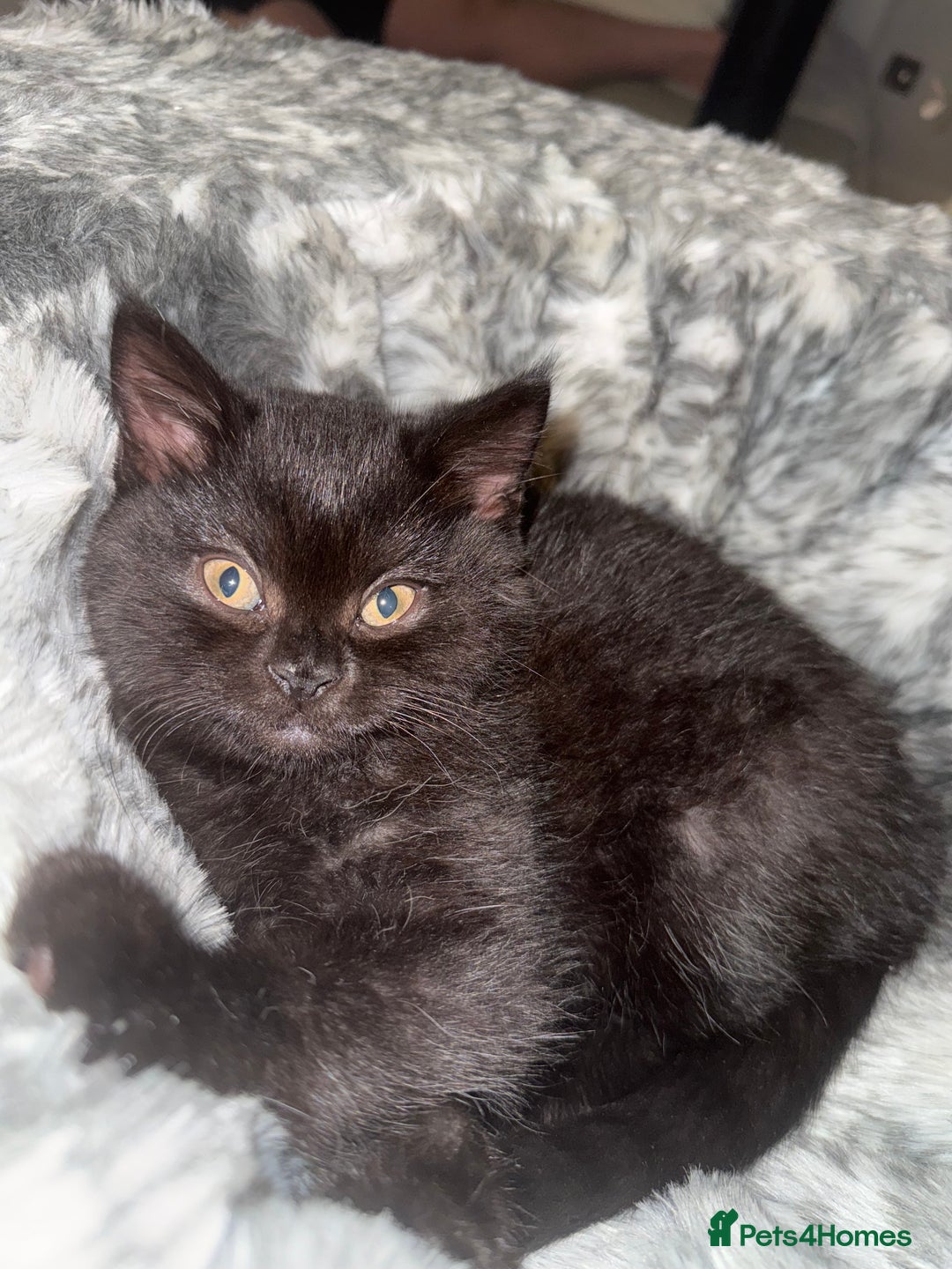 British Shorthair cats for sale: Fluffy Chocolate British Shorthair Kittens 🐾 - Image 2