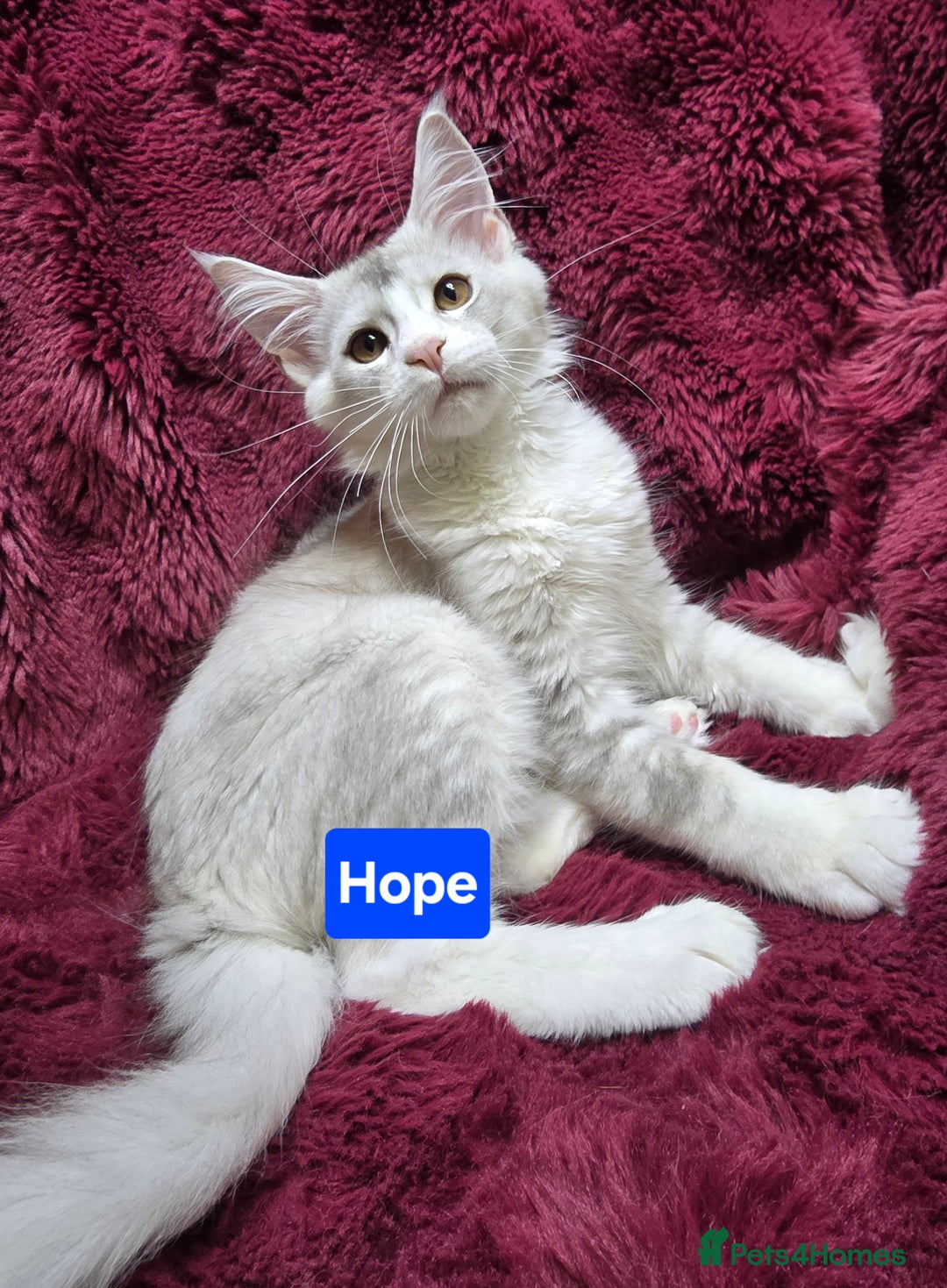 Maine Coon cats for sale: Pure Maine Coon kittens / blue eyed  - Image 6