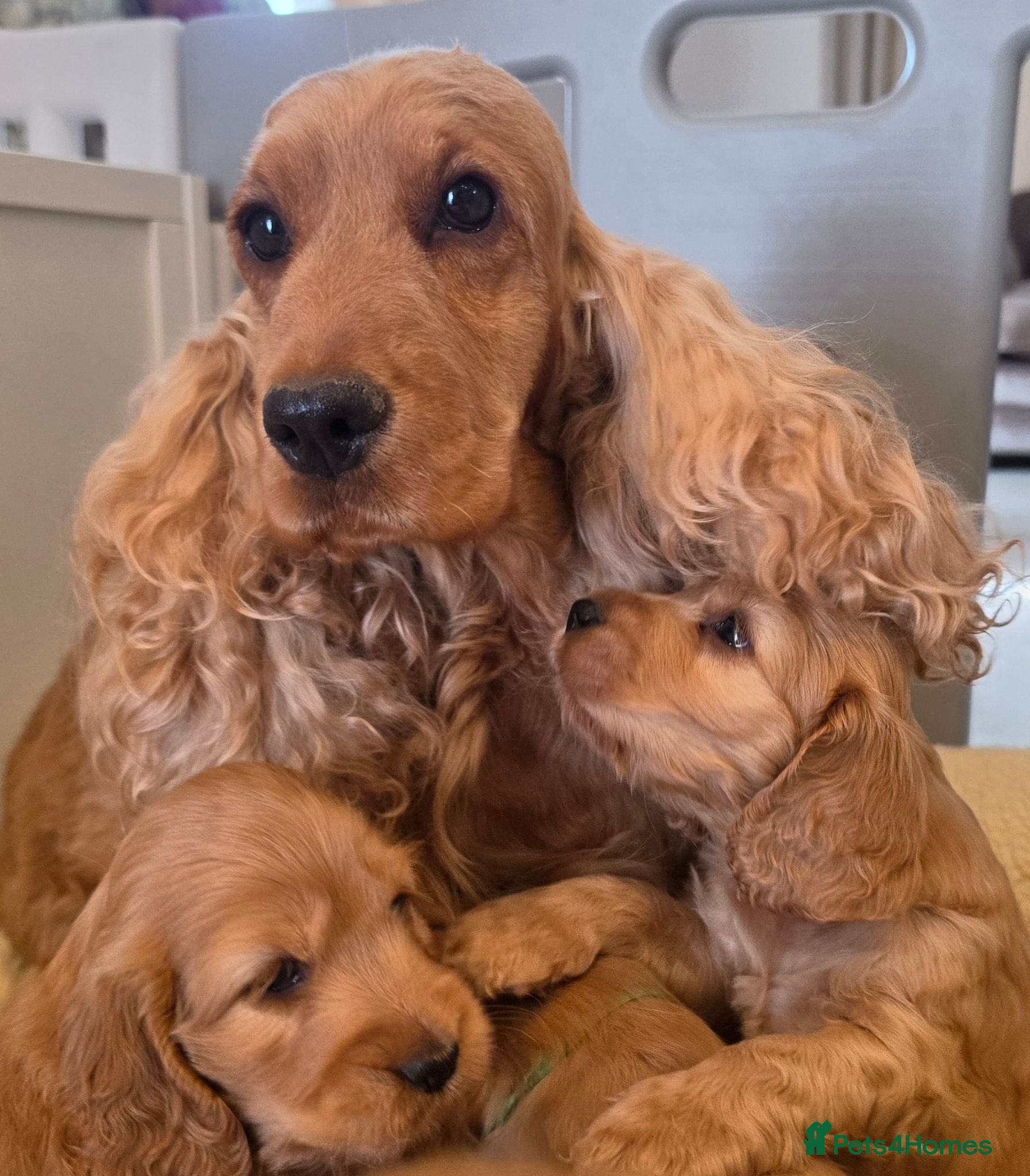 Cocker Spaniel dogs SHOW TYPE COCKER SPANIELS  - Advert 3