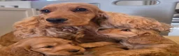 Cocker Spaniel dogs for sale: SHOW TYPE COCKER SPANIELS  - Advert 3