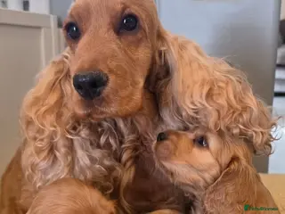 Cocker Spaniel dogs SHOW TYPE COCKER SPANIELS - Advert 3