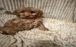 Cockapoo dogs for sale: Red Cockapoo  - Image 7