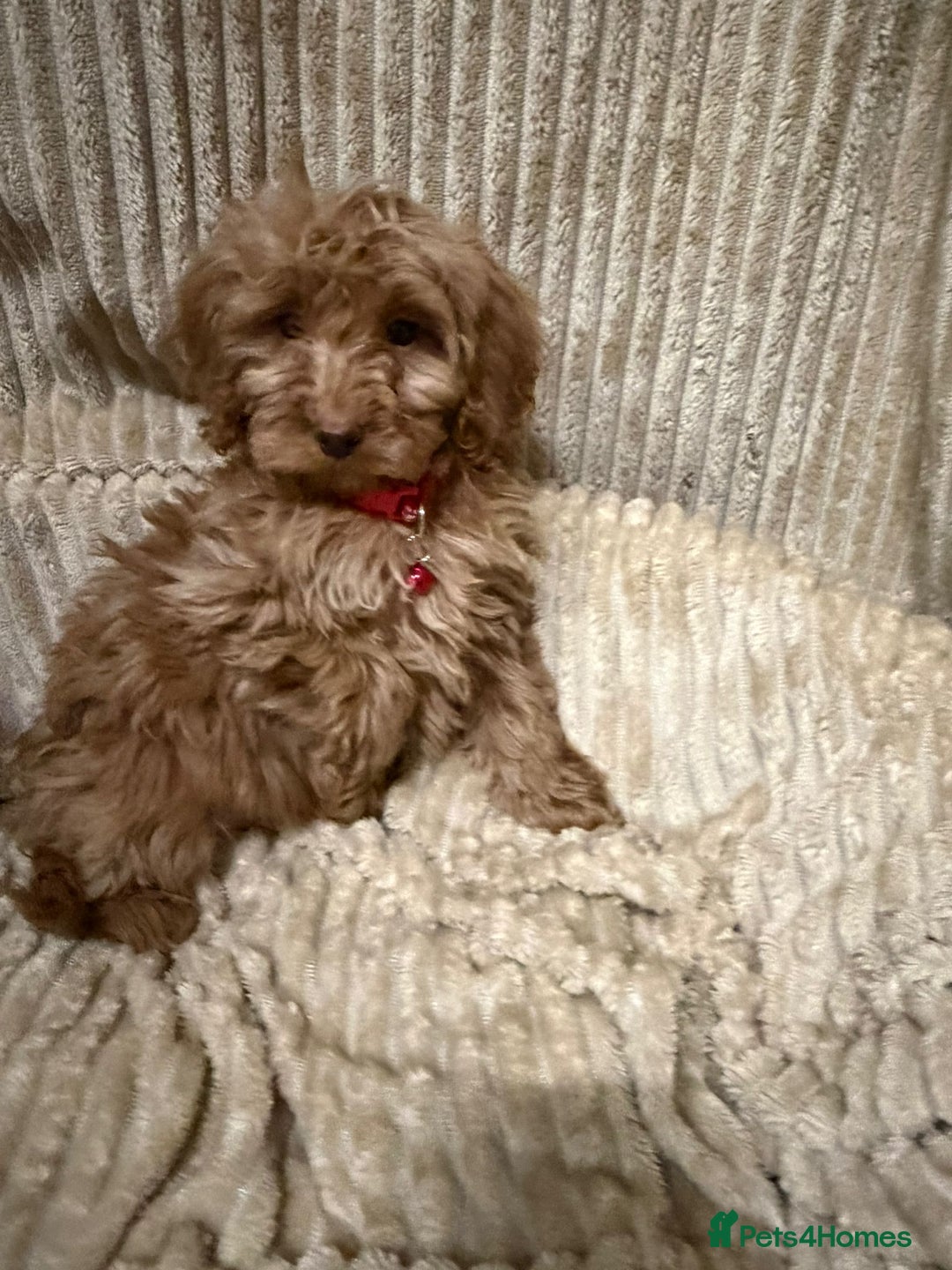 Cockapoo dogs for sale: Red Cockapoo  - Image 7