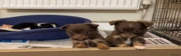 Chihuahua dogs for sale: Chihuahua puppies ready now - Advert 13