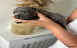 Staffordshire Bull Terrier dogs for sale: 😍😍 BEAUTIFUL & CHUNKY BLUES💙 - Image 33