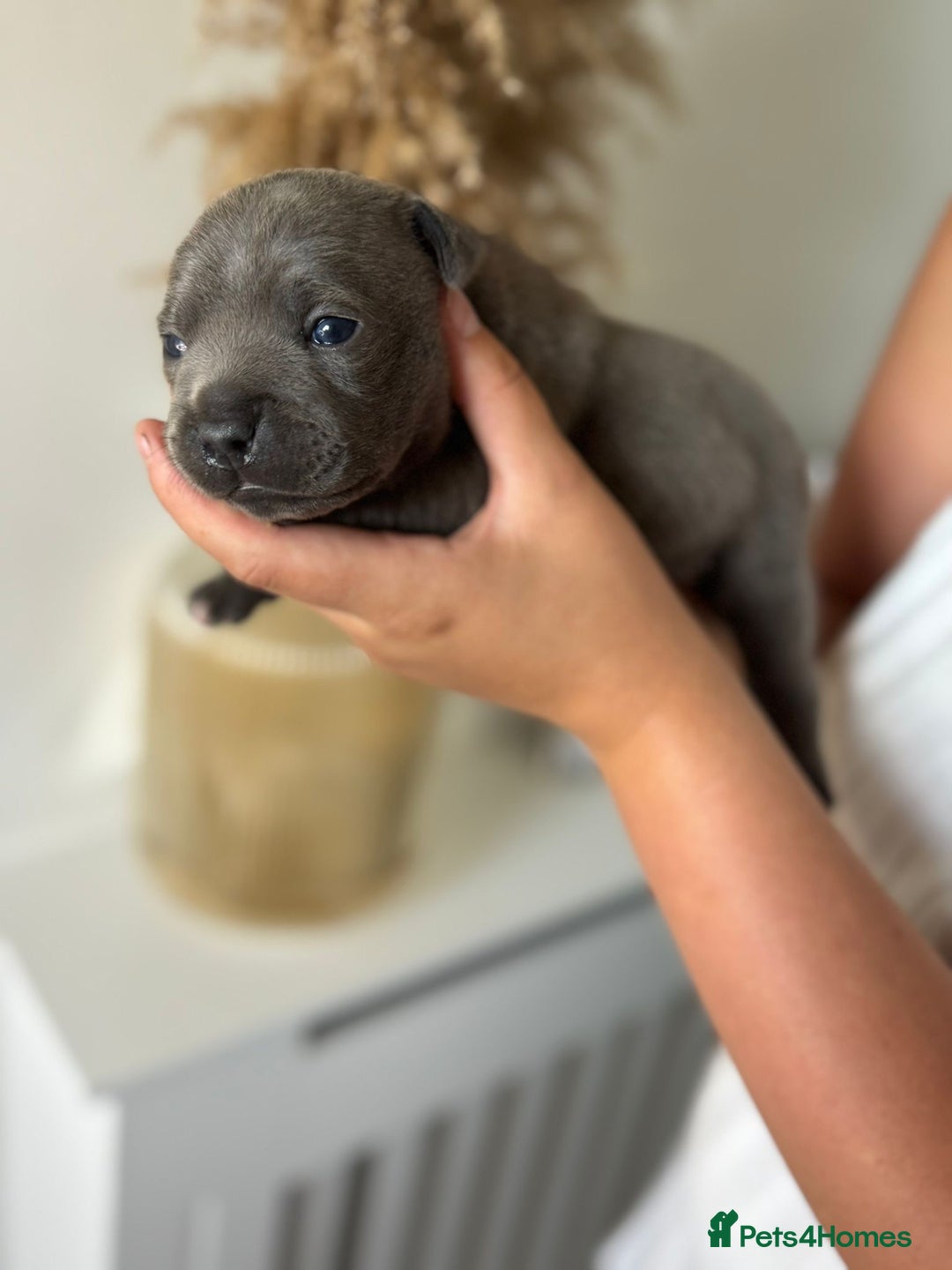 Staffordshire Bull Terrier dogs for sale: 😍😍 BEAUTIFUL & CHUNKY BLUES💙 - Image 33