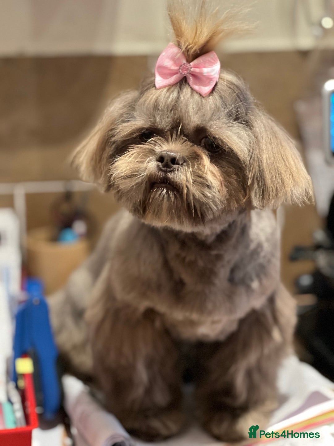 Shih Tzu dogs for stud: Beautiful KC Registered Lilac Shih Tzu in Doncaster - Image 1