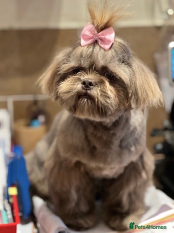 Shih Tzu dogs in Doncaster - Advert 1