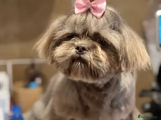 Shih Tzu dogs Beautiful KC Registered Lilac Shih Tzu in Doncaster - Advert 7