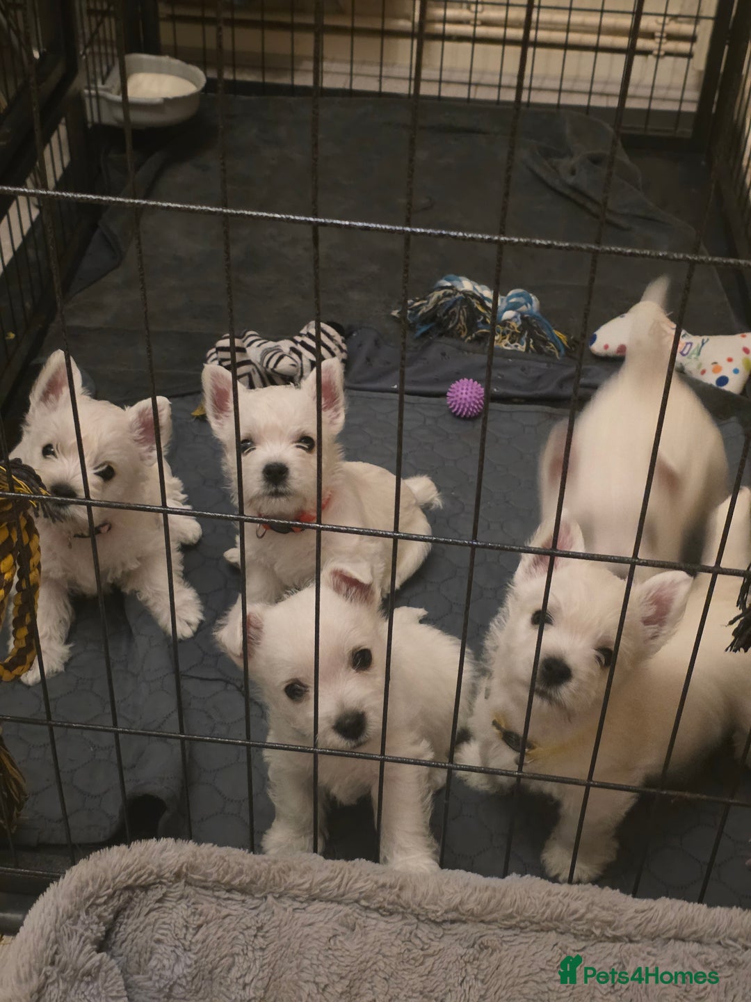 West Highland Terrier dogs for sale: Pure Westies Kc registered  - Advert 2