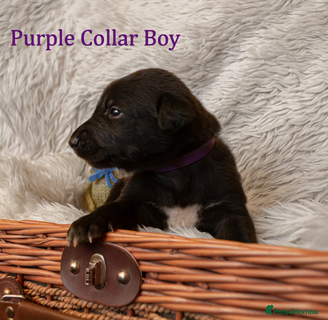 Mixed Breed dogs for sale: Beautiful bedlington whippet x lurcher puppies! - Image 7