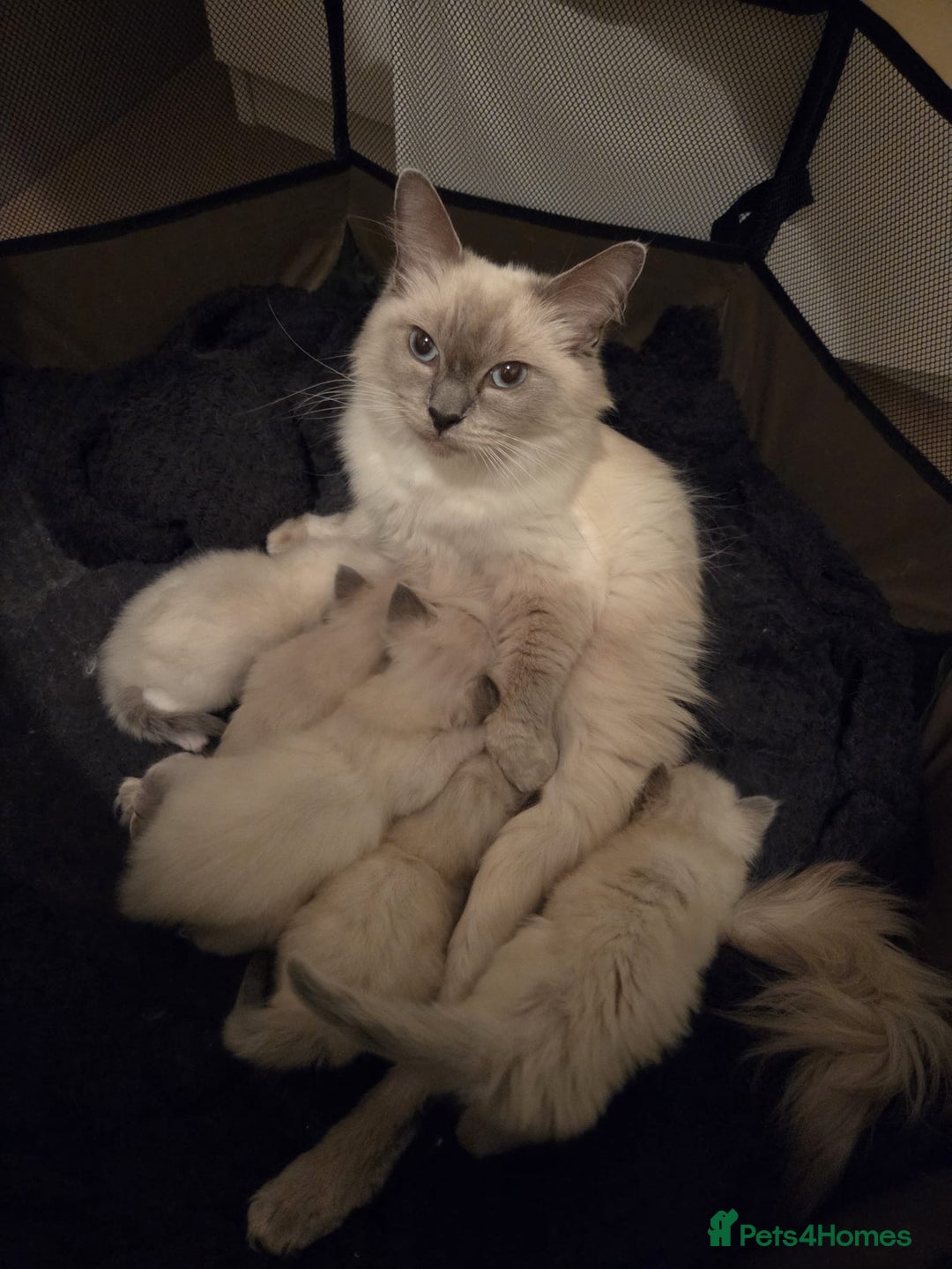 Ragdoll cats for sale: Stunning Ragdoll kittens - Image 12